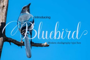 Discover Bluebird: A Script Font for Elegant Editorial Design